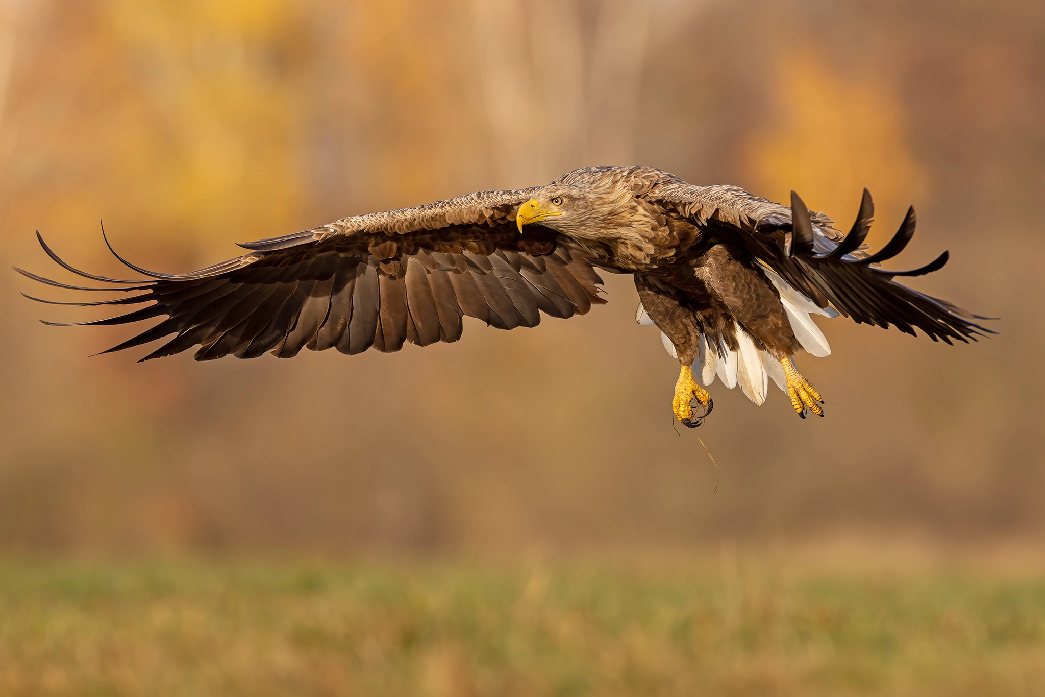White-tailed Eagle Expedition gallery image 9